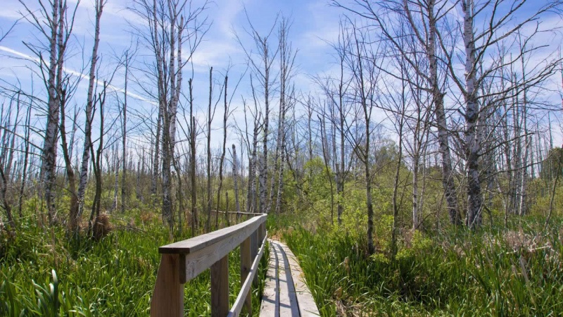 Archivo:The Birdwatcher - 08.jpg