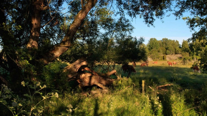 Archivo:The Birdwatcher - 21.jpg