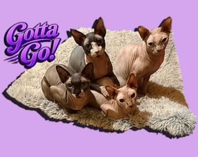 Archivo:Gotta Go - Portada.jpg