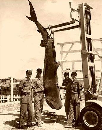 Tiburon Interactive Publishing - Tiburon Tigre.jpg